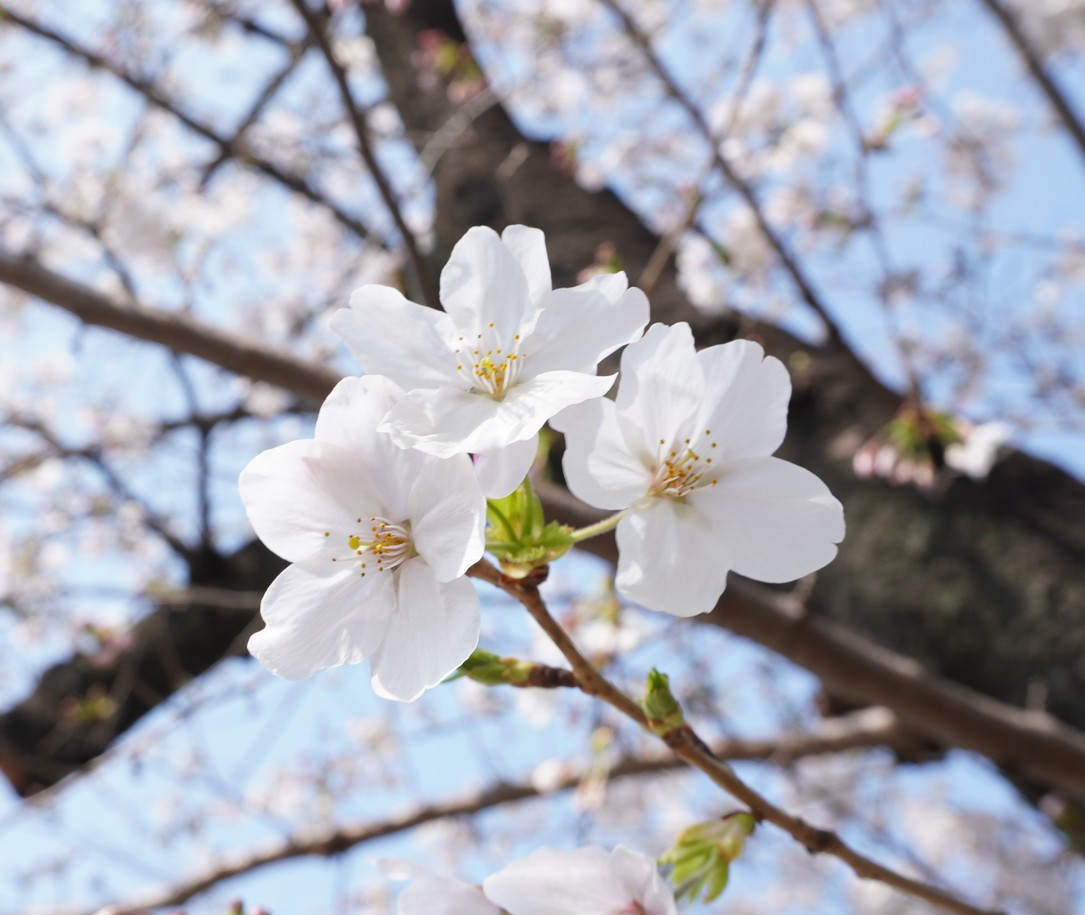 cochi桜
